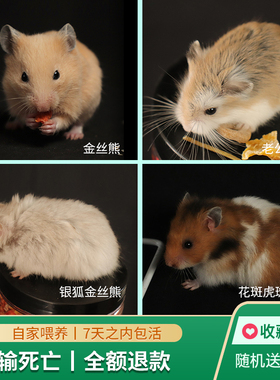 仓鼠活物活体金丝熊三线紫仓老公公婆婆布丁奶茶北京发闪送当天到
