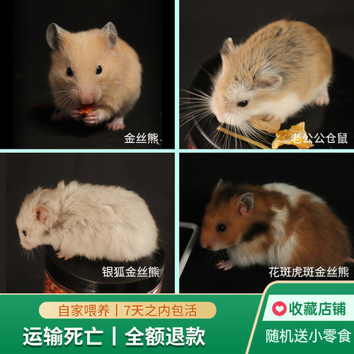 仓鼠活物活体金丝熊三线紫仓
