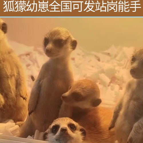 幼崽宠物异宠幼崽站岗放哨