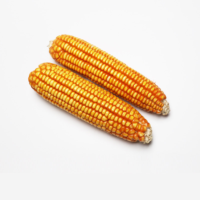 大玉米棒子仓鼠龙猫鸟兔兔磨牙石零食小宠物食品实用型一根买3送2
