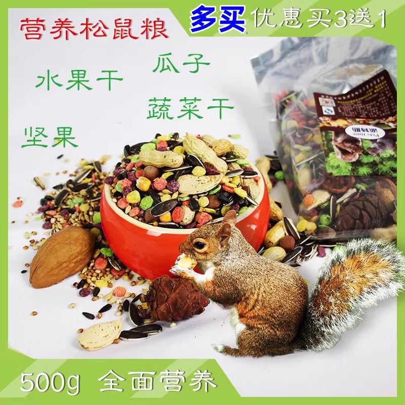 松鼠粮食坚果松塔松子榛子磨牙食图片