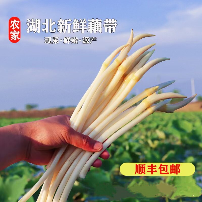 湖北特产藕带新鲜农家自种洪湖嫩藕苫藕肠子藕尖藕苗顺丰