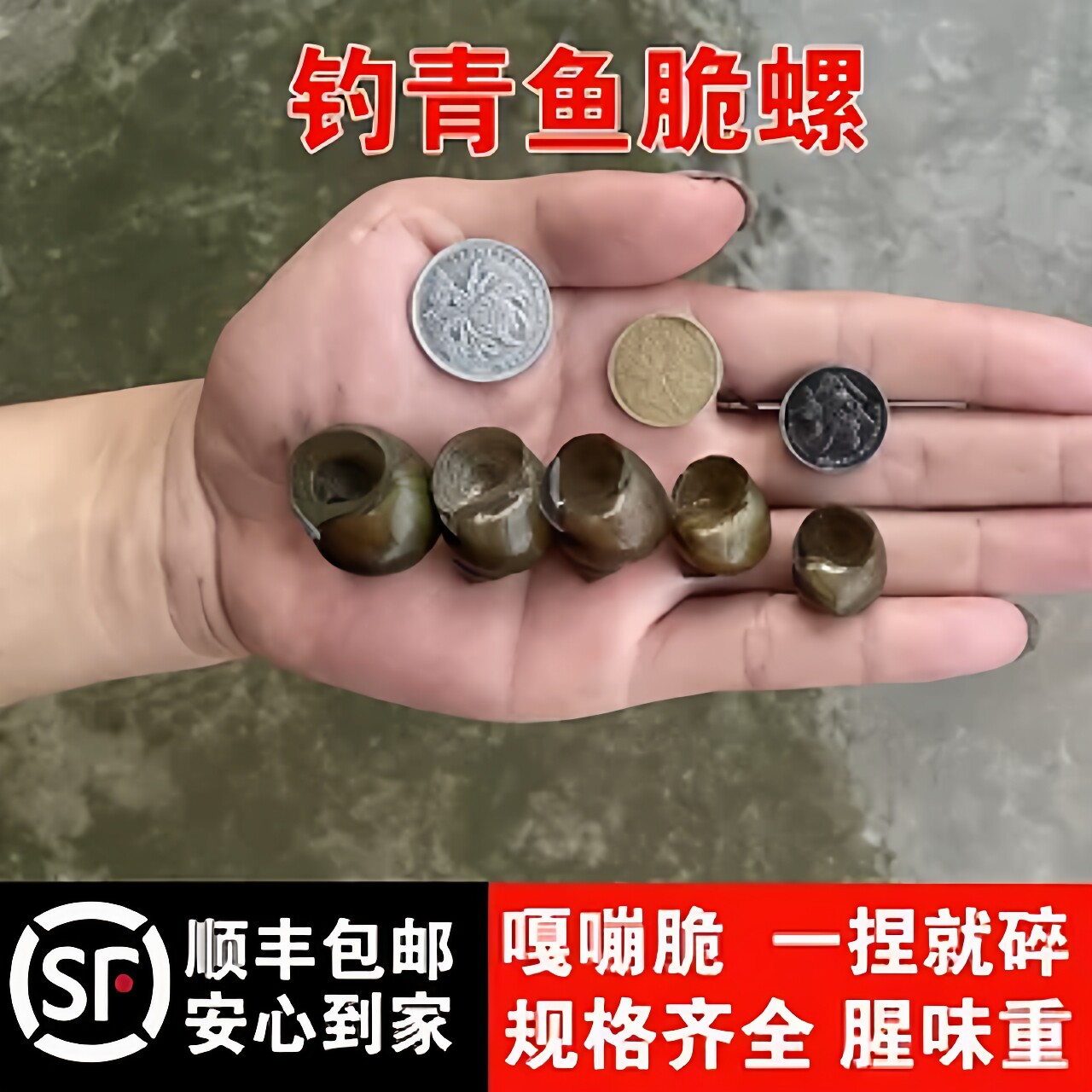 顺丰脆螺钓鱼大物挂钩新鲜活薄皮螺
