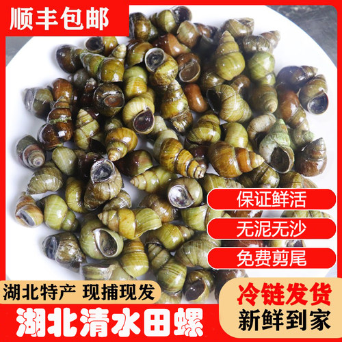 湖北田螺清水田螺无泥无沙