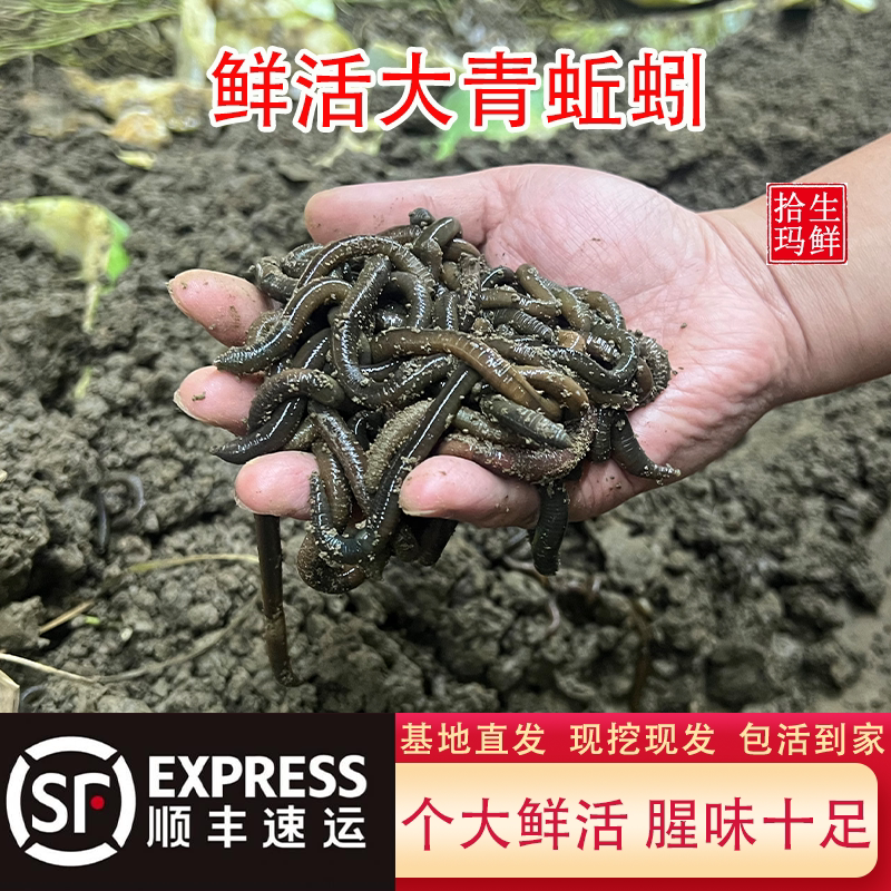 青蚯蚓臭蚯蚓钓黄鳝活饵松土地龙鲜活大个黑蚯蚓鱼饵现挖现发顺丰