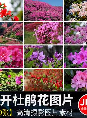 唯美花海春天满山杜鹃鲜花盛开花朵粉红色映山红摄影高清图片素材