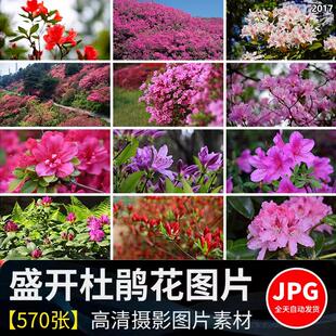 唯美花海春天满山杜鹃鲜花盛开花朵粉红色映山红摄影高清图片素材