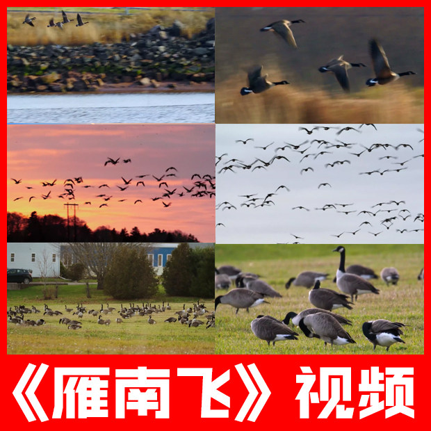 雁南飞原唱伴奏大雁鸿雁跳舞台演唱led晚会大屏唯美背景视频素材