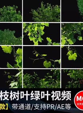 清新绿色树枝树叶绿叶风中绿藤摇摆动态特效绿幕MOV透明视频素材