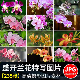 春天盛开兰花兰草花卉粉红黄紫色花朵植物特写高清摄影图片照素材