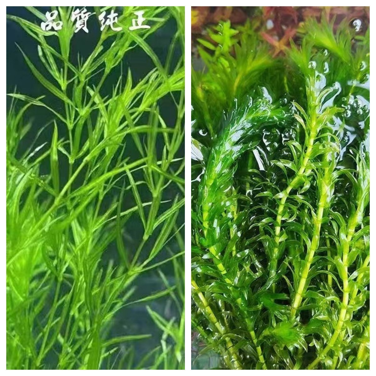 孔雀鱼斗鱼专用水草鱼缸里的活水草新手印度竹节草坨草无根蜈蚣草
