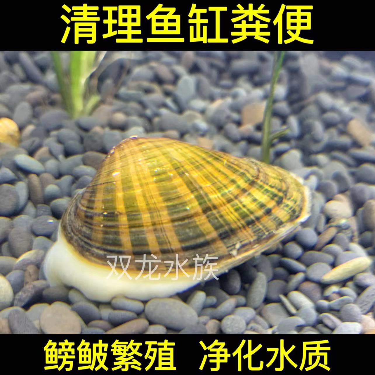 黄金蚬线蚌杜氏珠蚌鳑鲏繁殖蚌小河蚌净化水质原生蚌除绿水绿藻蚌