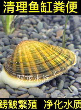 黄金蚬线蚌杜氏珠蚌鳑鲏繁殖蚌小河蚌净化水质原生蚌除绿水绿藻蚌