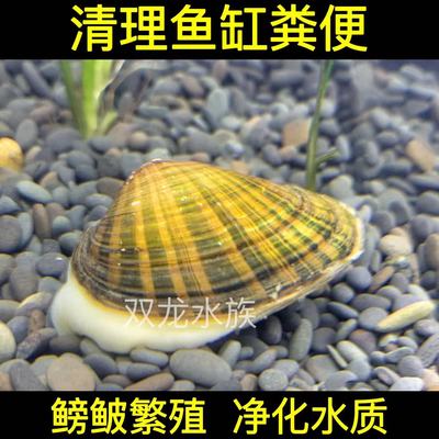 黄金蚬线蚌杜氏珠蚌鳑鲏繁殖蚌小河蚌净化水质原生蚌除绿水绿藻蚌