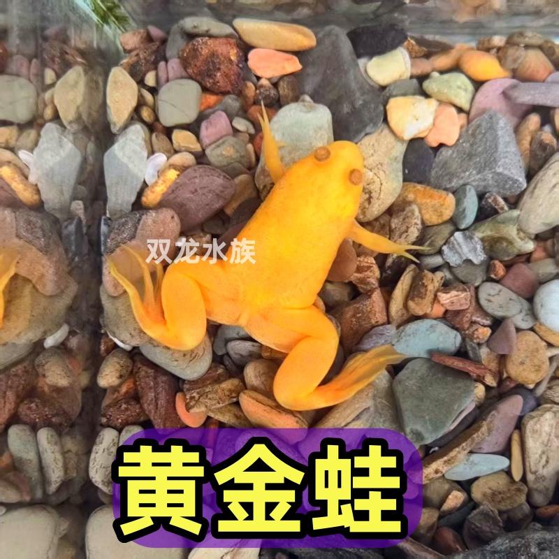 冷水淡水小青蛙黃金蛙招財蛙金錢蛙好養(yǎng)易活金蟾水族觀賞寵物包郵