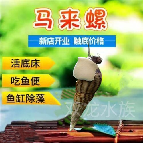 冷水马来螺观赏螺好养耐活