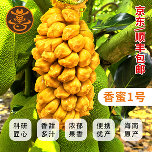 海南香蜜1号保亭榴莲蜜新鲜单果菠萝蜜软糯香甜食用单个4斤装陆运