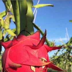 海南三亚特产金都一号大果红心火龙果5斤礼盒装果园现摘现