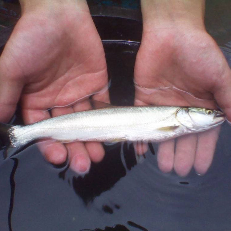 鱤鱼苗感鱼鱼苗淡水鱼鱤鱼大口鱤活体水老虎淡水养殖冷水鱼观赏鱼