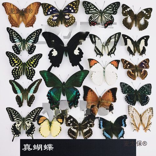 A1A2品质 真蝴蝶标本未展翅各种原蝶杂蝶昆虫甲虫幼儿园教麦太保