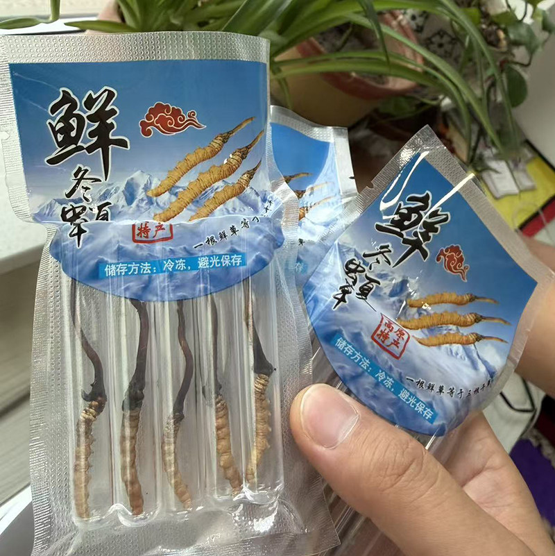 2026新鲜冬虫夏草正品那曲头期鲜虫草散装整根草泡茶煲汤滋补佳品