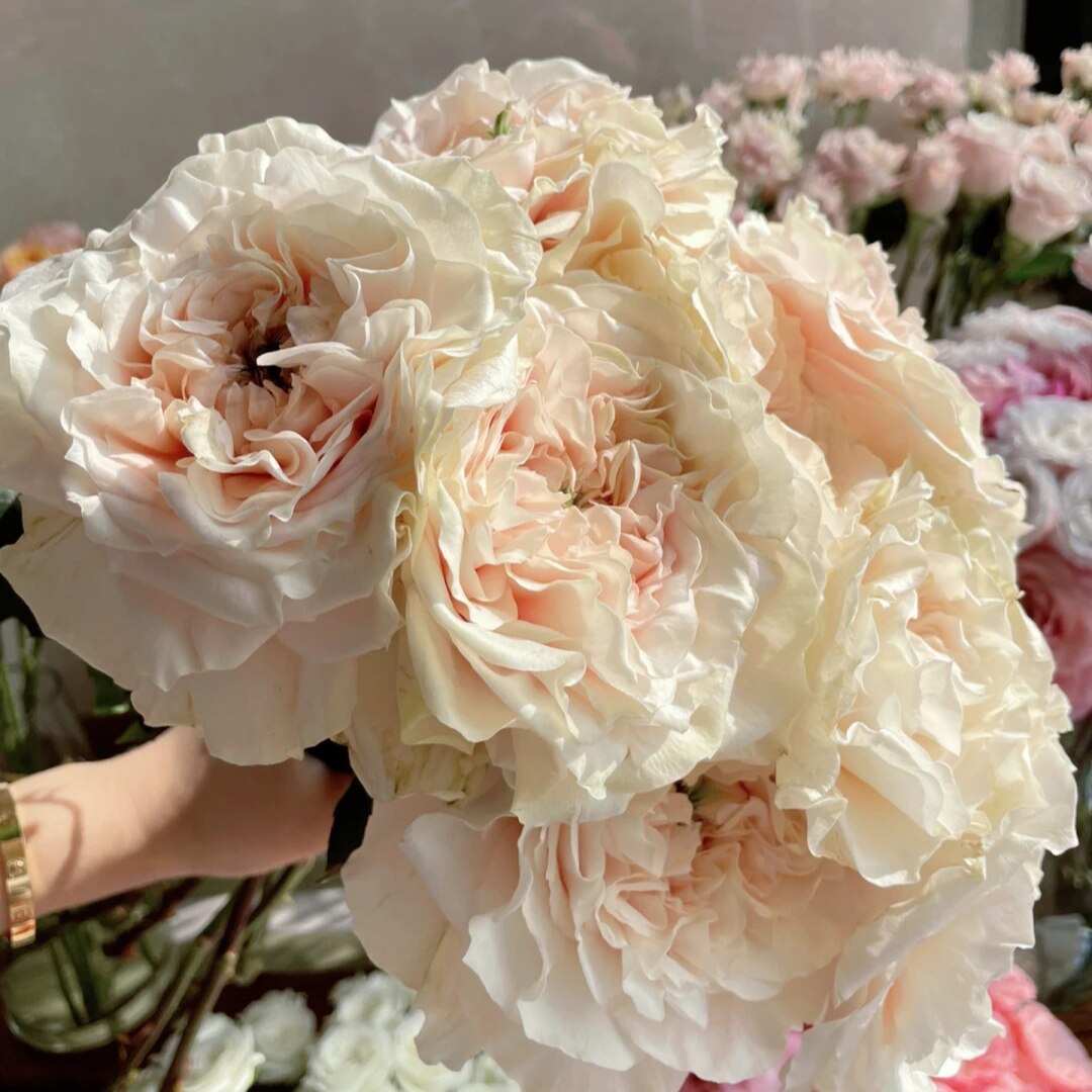 卡门布加迪粉秀色大桃红玫红色莫妮卡旧时光玛贝拉插玫瑰新鲜切花