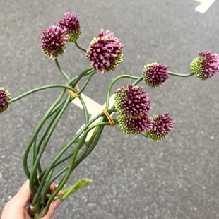 红千层珊瑚果紫色进口弯大葱贝克斯新鲜切花南非玉米黄金佛塔银桦