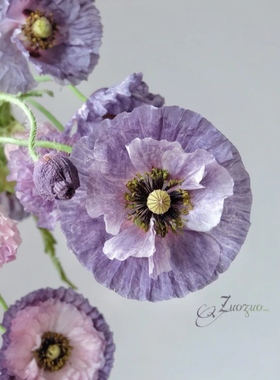 冰岛雪梨莉烟灰紫色虞美人进口千鸟大小飞燕配插新鲜切花蓝白紫色