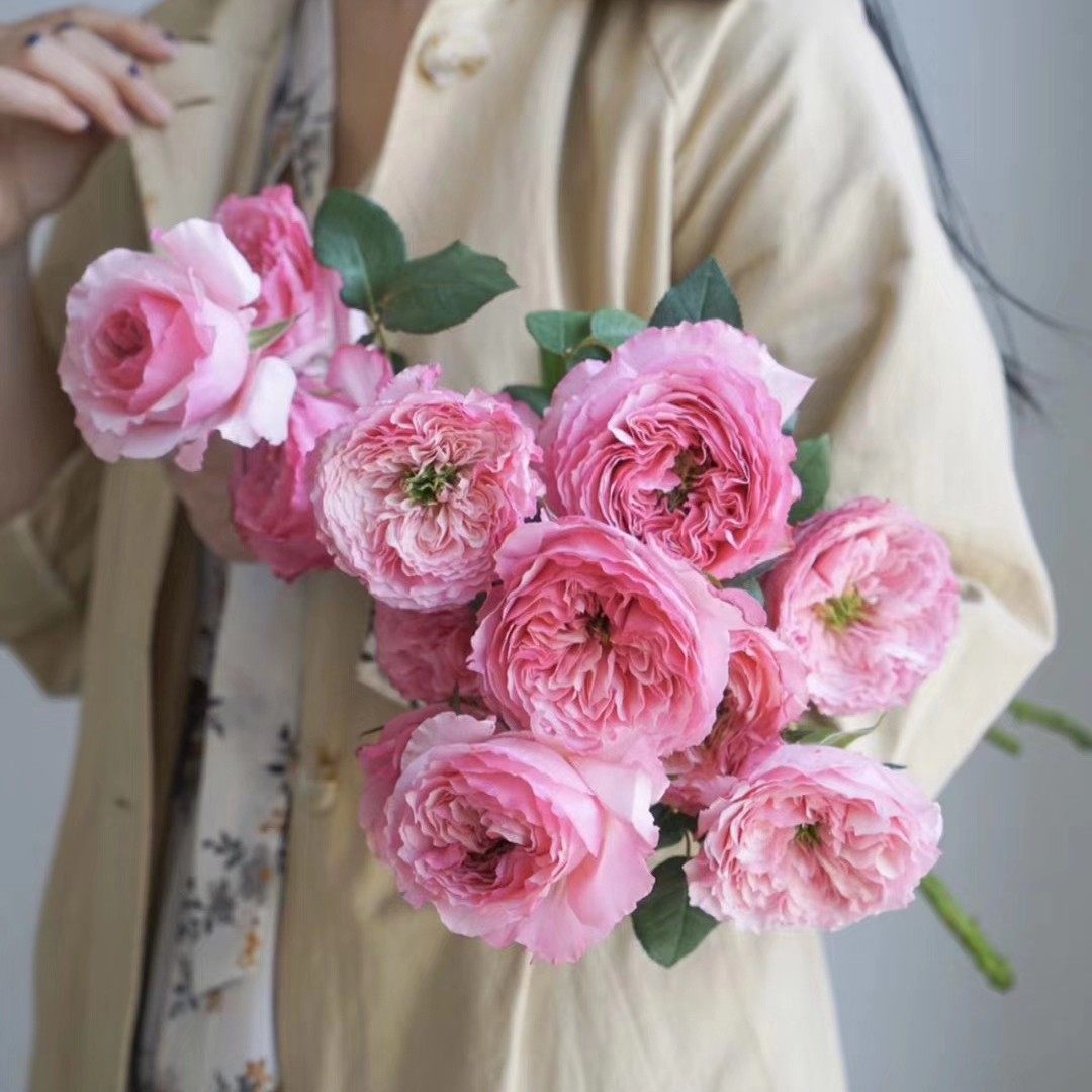 杏色蕾丝公主凯丽莉利玫瑰花新鲜切花粉之妍白粉荔枝香味伦敦眼