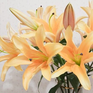 水墨柔情晚霞橙字香槟色粉色铁炮童年西伯利亚香水亚百合新鲜切花