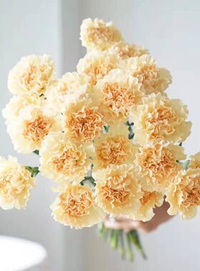 海盛冰玉翡翠绿色娑罗蜜儿扬州梦蓝精灵紫帛多丁头康乃馨新鲜切花