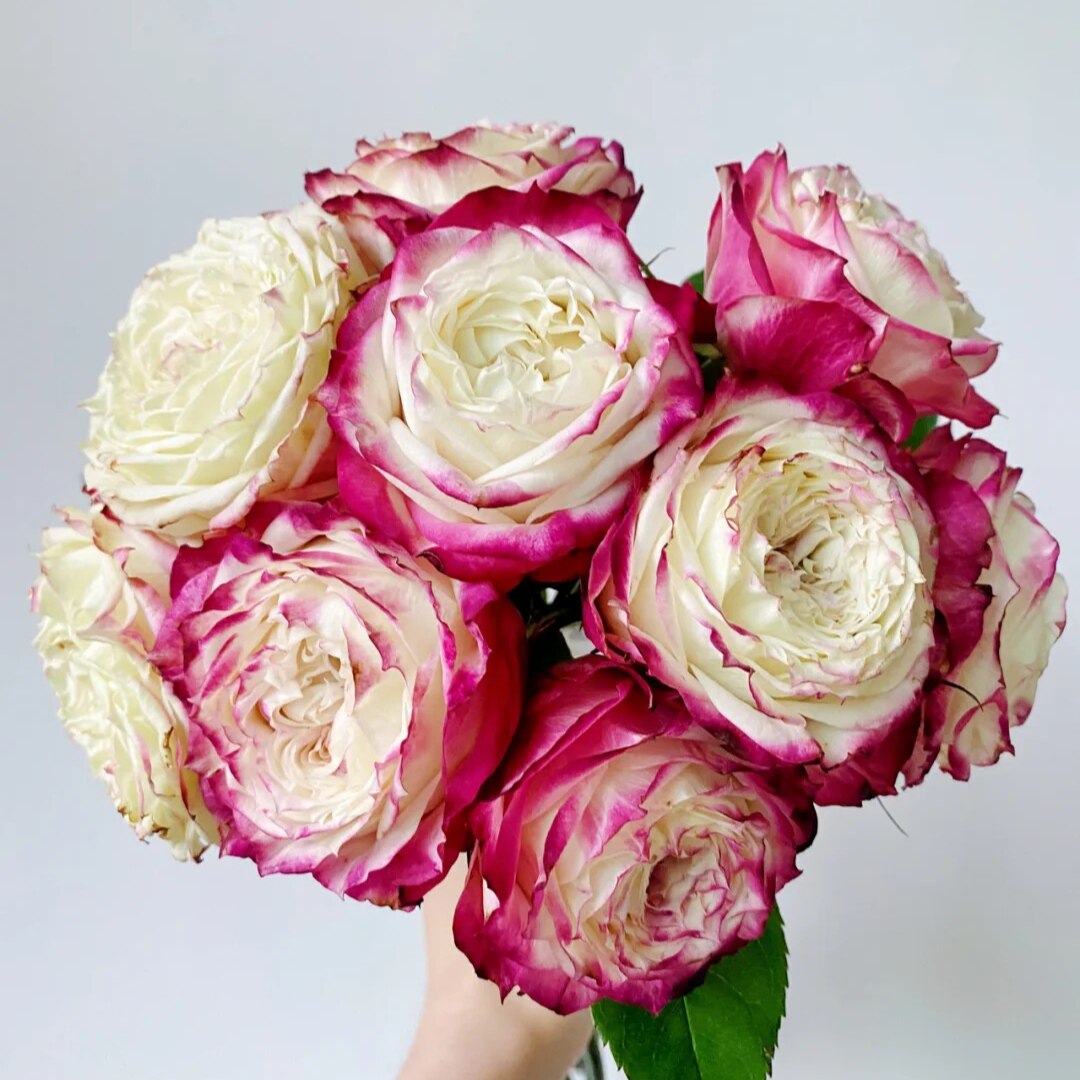 风丰姿梦金鹏摇滚乐苹果杰克欢乐颂情投意合插玫瑰新鲜切花材云南