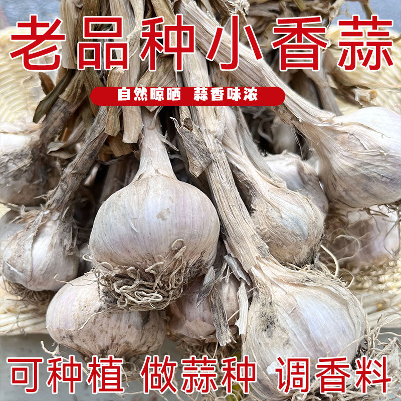 连州星子农家小香蒜正宗广东大蒜紫皮干蒜白衣带杆种植香蒜500g