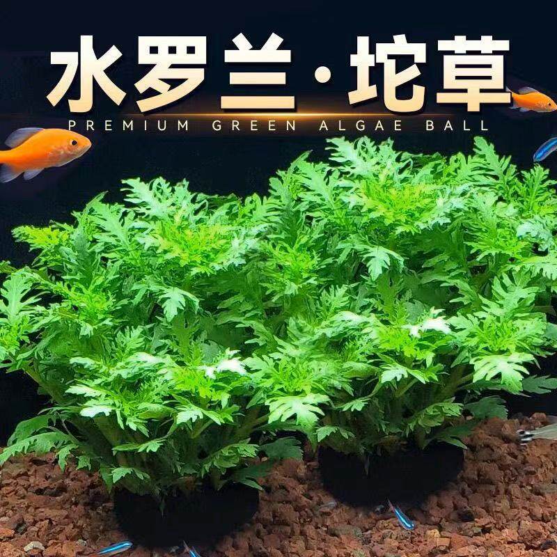 水罗兰坨草鱼缸造景淡水增氧植物