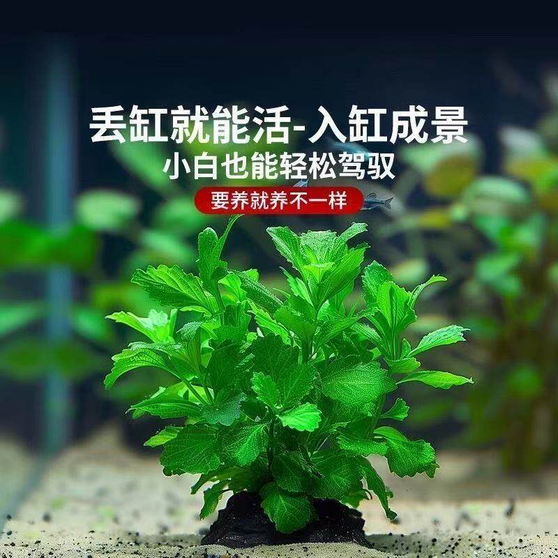 水罗兰坨草鱼缸造景阴性淡水草