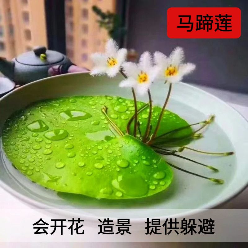 浮萍水草植物鱼缸造景水培植物一叶莲水芙蓉水葫芦和鱼共养冒泡