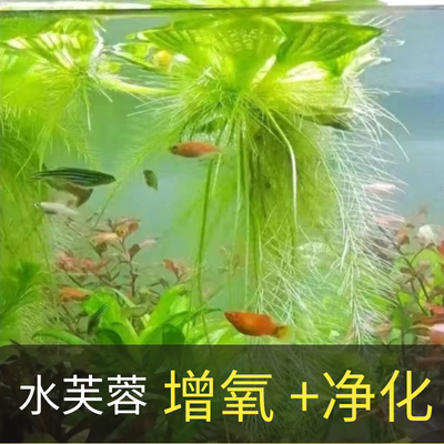 水芙蓉鱼龟浮萍造景摆件培养植物