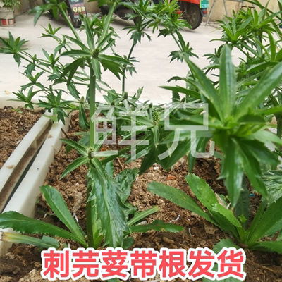 老缅刺芫荽食用苗刺芹花广东香菜云南大香菜大芫荽广西盐茜盆栽