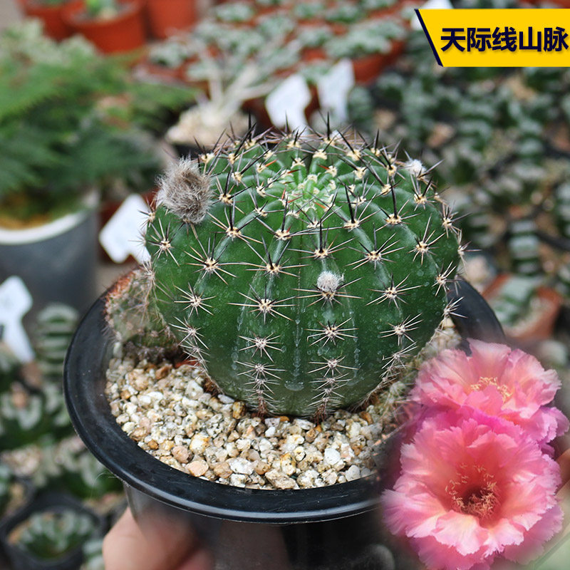 花田舍好养天际线山脉开花