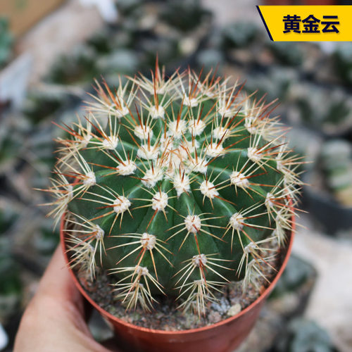 花田舍好养黄金云开花美观