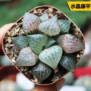 玻璃康平寿水晶康平十二卷多肉植物透窗美观好养阳台庭院观赏盆栽