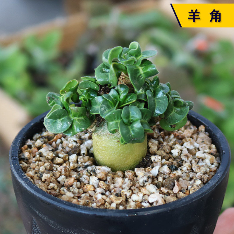 羊角沙漠玫瑰实生多肉植物美观好养开花卷叶美观好养绿植阳台盆栽