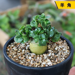 实生美观开花好养羊角沙漠玫瑰