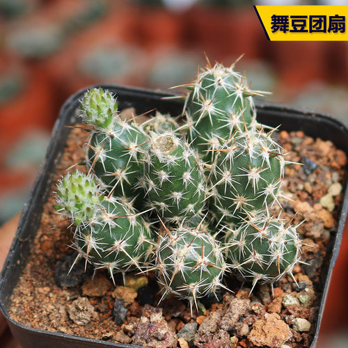 花田舍好养舞豆开花美观