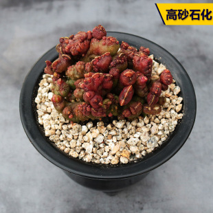 多肉石化价格贵吗 高砂石化 高砂石化价格 图片 品牌 上海轩冶木业有限公司