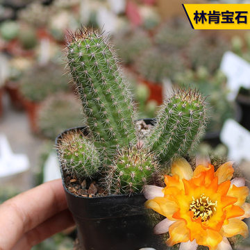 白檀多肉植物多少钱 白檀多肉植物优惠券 爱美