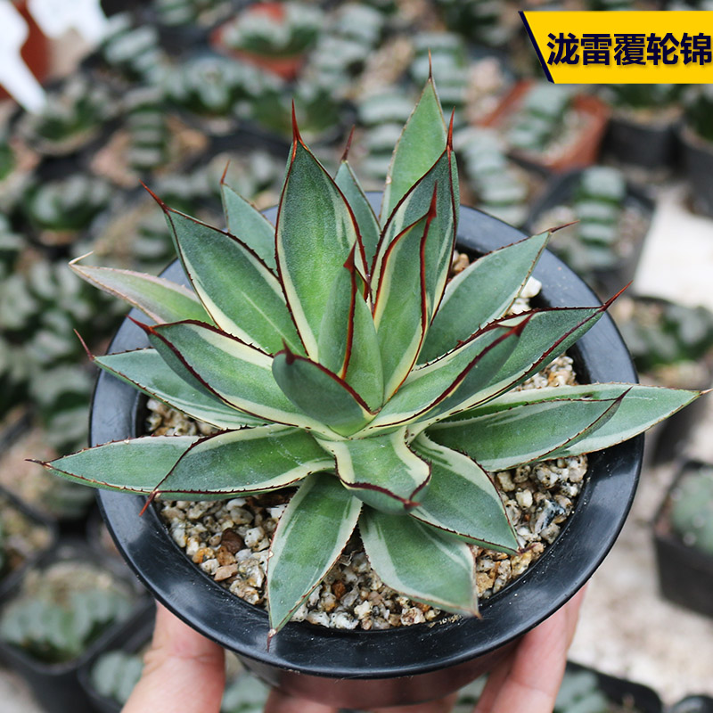 胧雷覆轮锦龙舌兰多肉植物自然锦美观好养绿植花卉阳台阳台小盆栽
