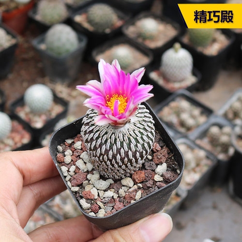 精巧殿仙人球开花娇丽属趴刺