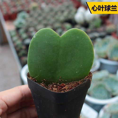 情人节爬藤趣味易养活心叶球兰