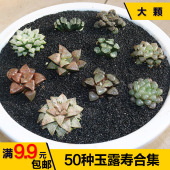 50种玉露 万象合集潘氏冰灯水晶康平姬玉露日月潭多肉植物盆栽 寿